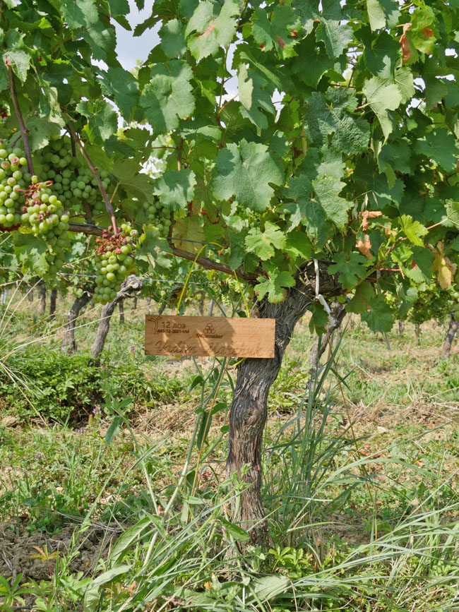 Виноградник на урожай